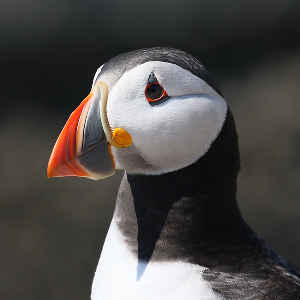 Papegaaiduiker Farne Islands